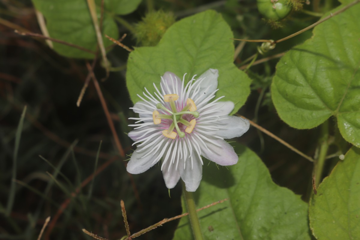 Passiflora foetida L.